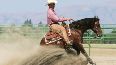 How Do Riders Maintain Precise Control During Reining Maneuvers?