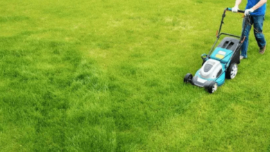 How to Choose the Right Lawn Care Service