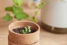 emerging markets trailblazers unite