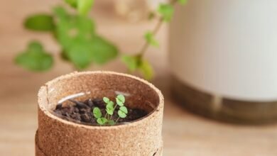 emerging markets trailblazers unite